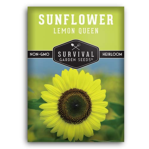 Lemon Queen Sunflower Seed
