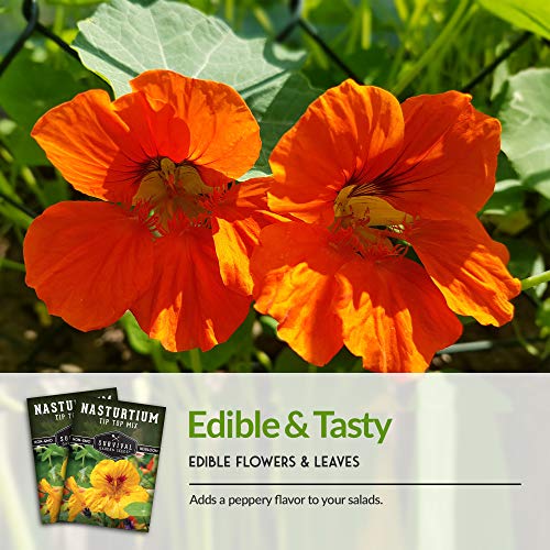 Tip Top Mix Nasturtium Seed