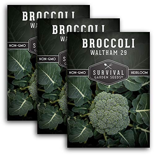 Waltham 29 Broccoli Seed