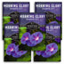 5 Packets of Grandpa Ott Morning Glory Seeds