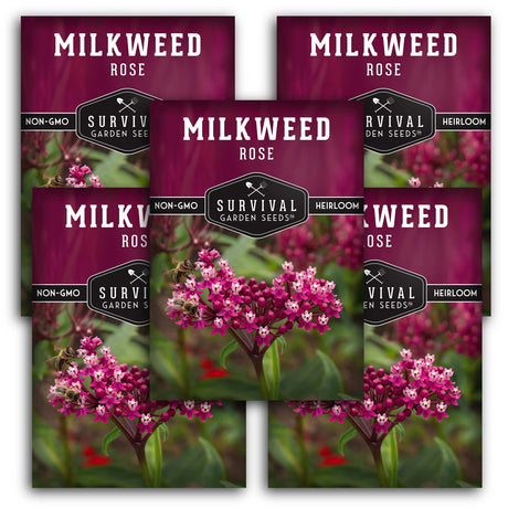 5 Packets of Rose Milkweed seeds