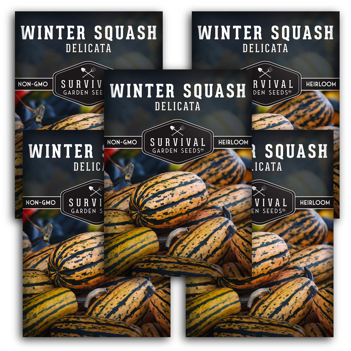 5 Packets of Delicata Winter Squash seeds