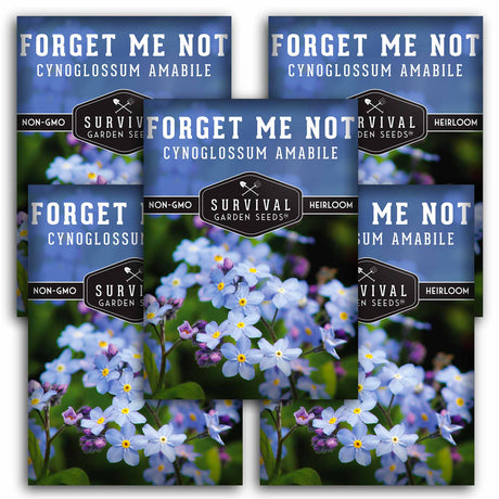 Forget Me Not Seed
