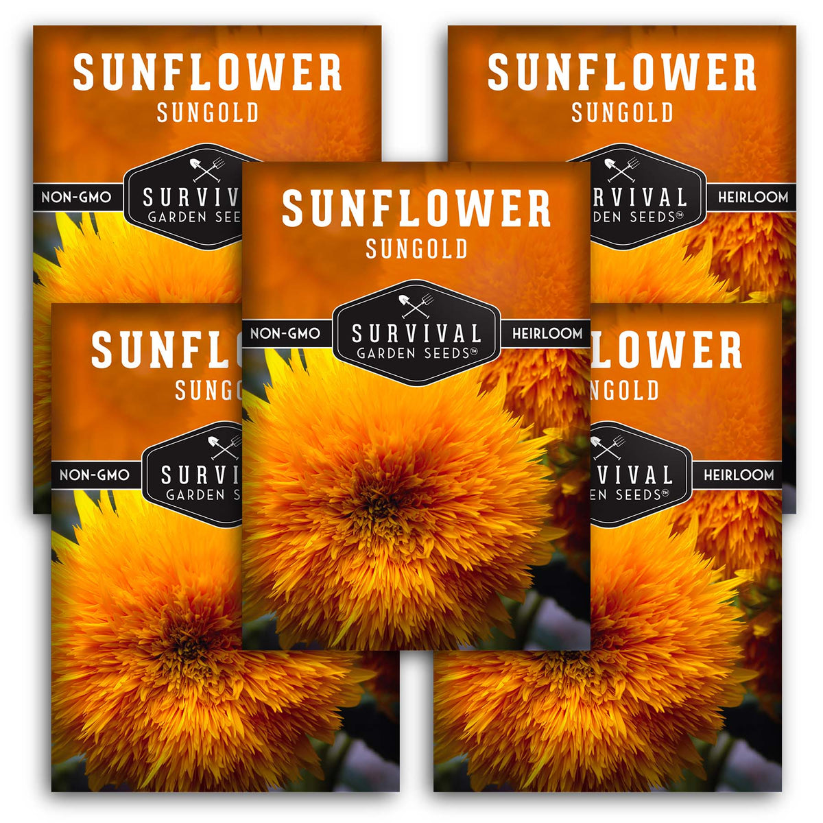Dwarf Sungold Sunflower Seed