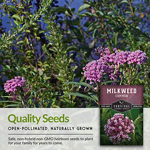 Common Milkweed Seeds