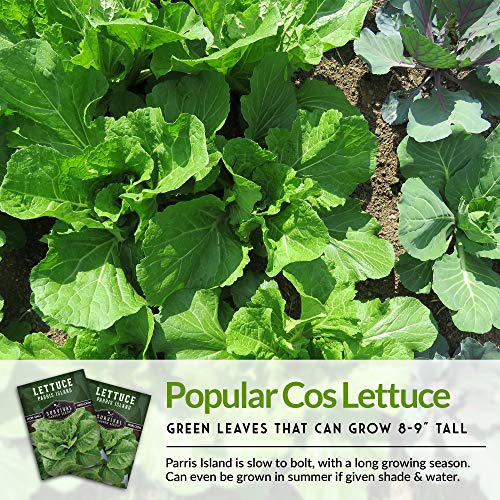 Parris Island Cos Lettuce Seed