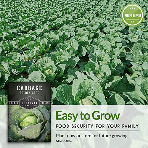 Golden Acres Green Cabbage Seed