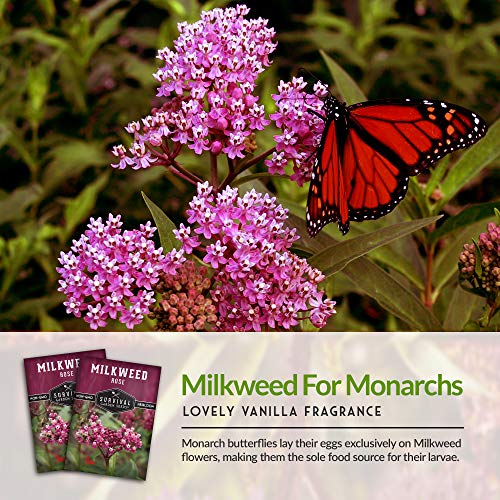 Rose Milkweed Seeds