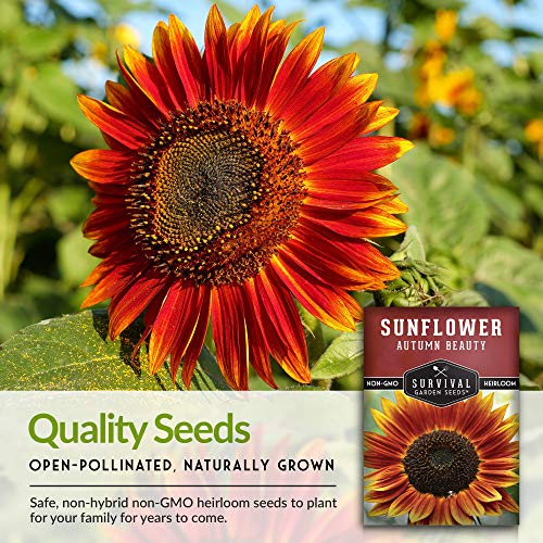 Autumn Beauty Sunflower Seed