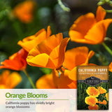 California poppies have bright orange blossoms