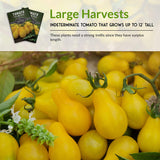 Yellow Pear Tomato Seed