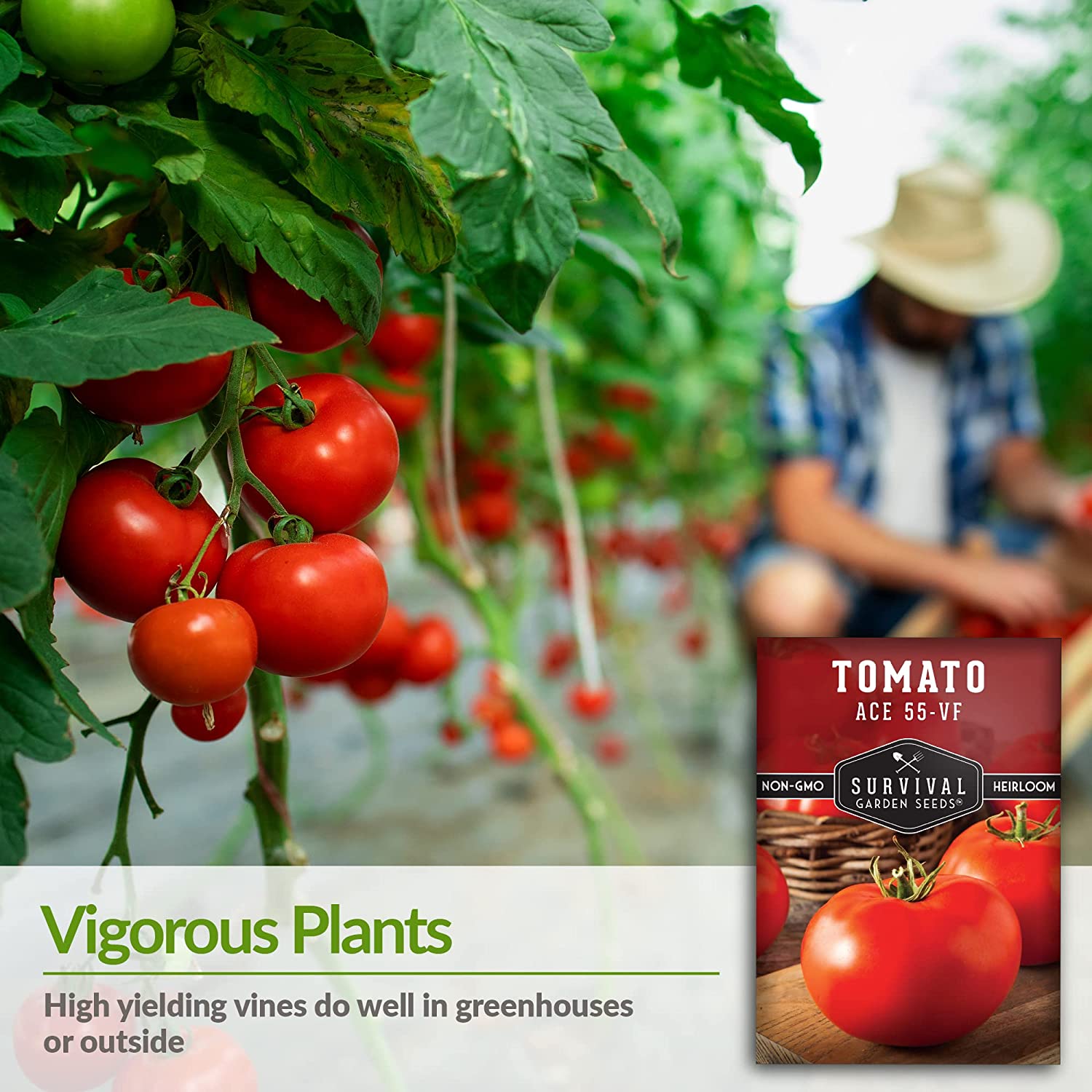 Ace 55-VF Tomato Seeds