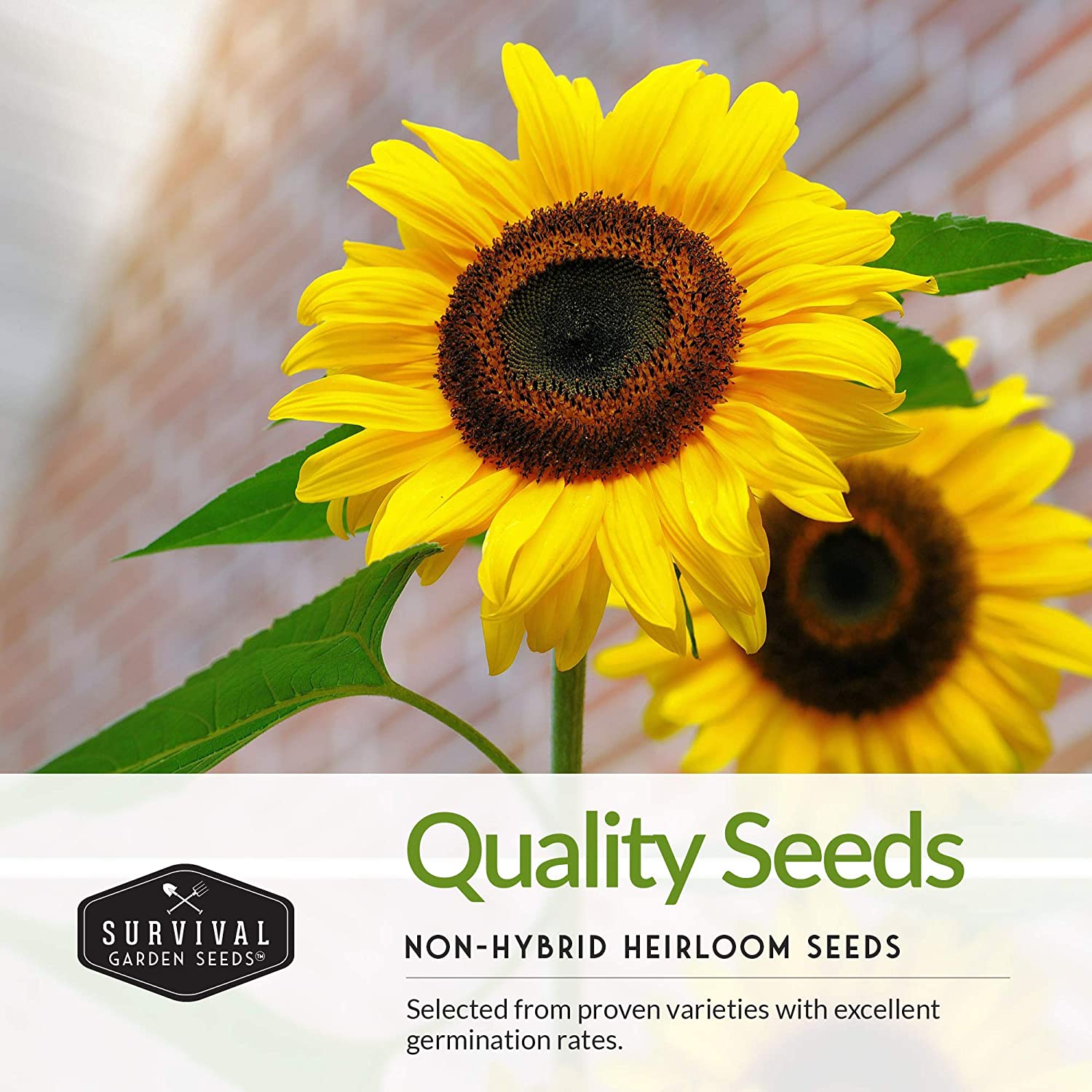 Edible Sunflower Seed Collection