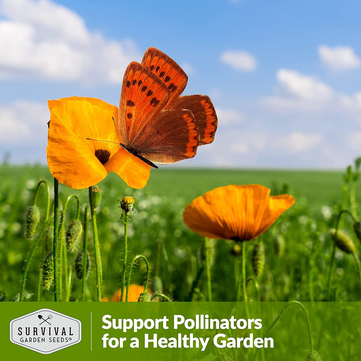 California Poppies support pollinators for a healthy garden