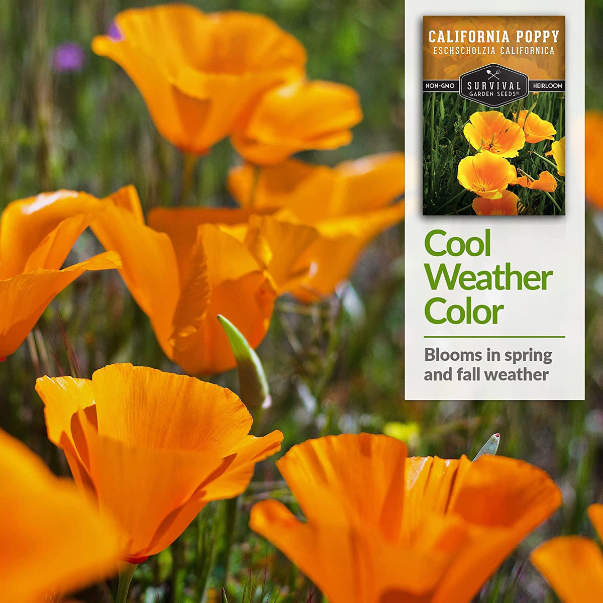 California Poppies bloom in the Spring and Fall weather