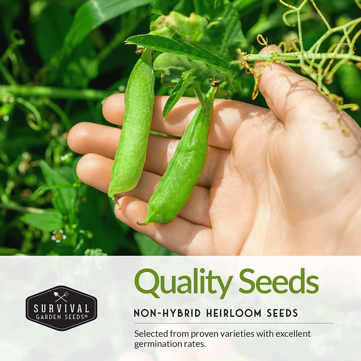 Quality non-hybrid heirloom seeds