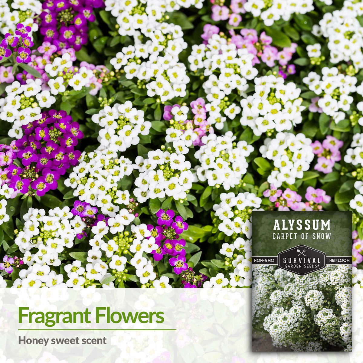 Carpet of Snow Alyssum flowers have a honey sweet scent