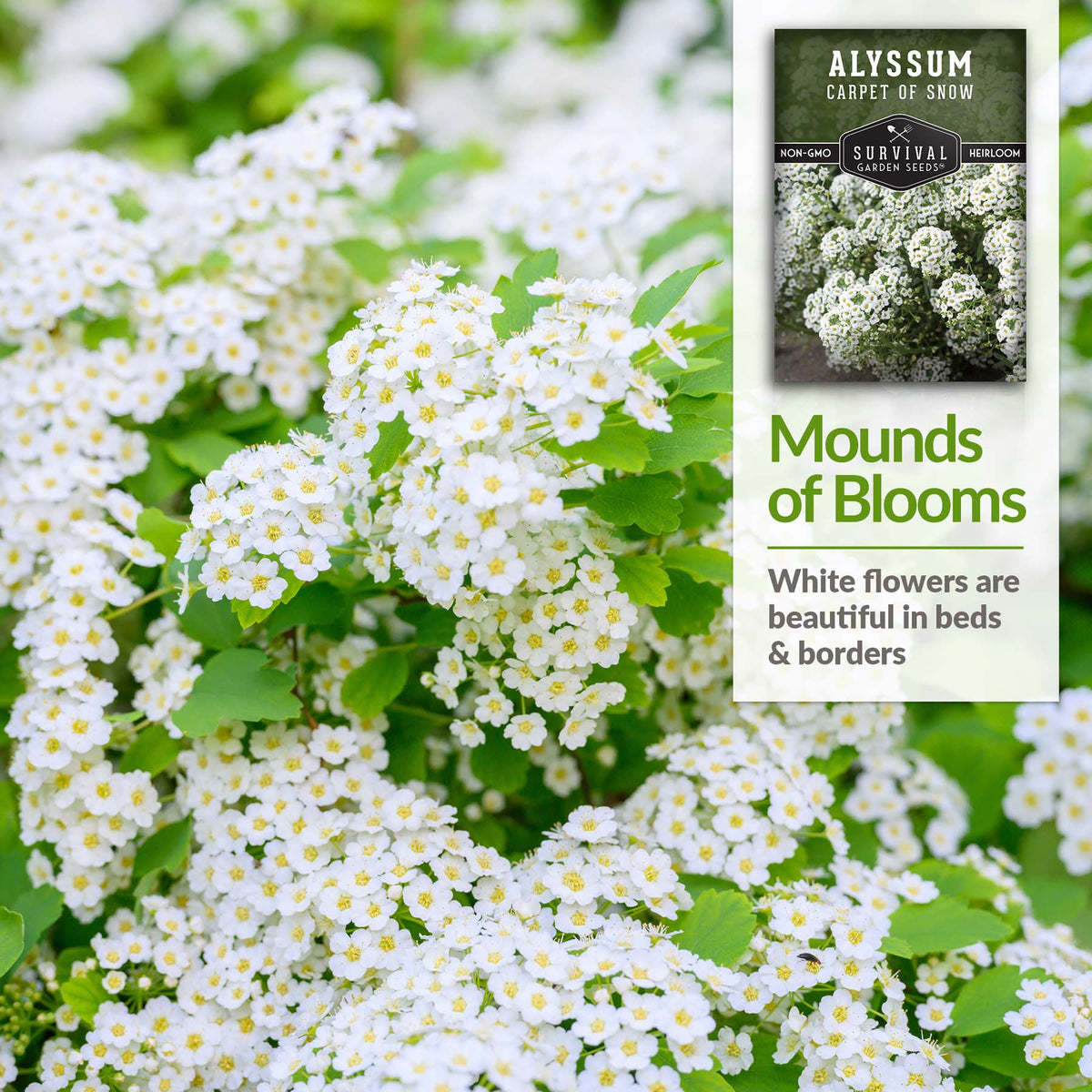 Alyssum flowers are beautiful in beds and borders