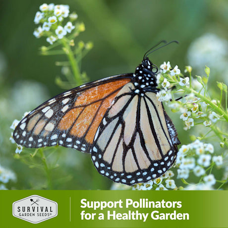 Support pollinators for a healthy garden