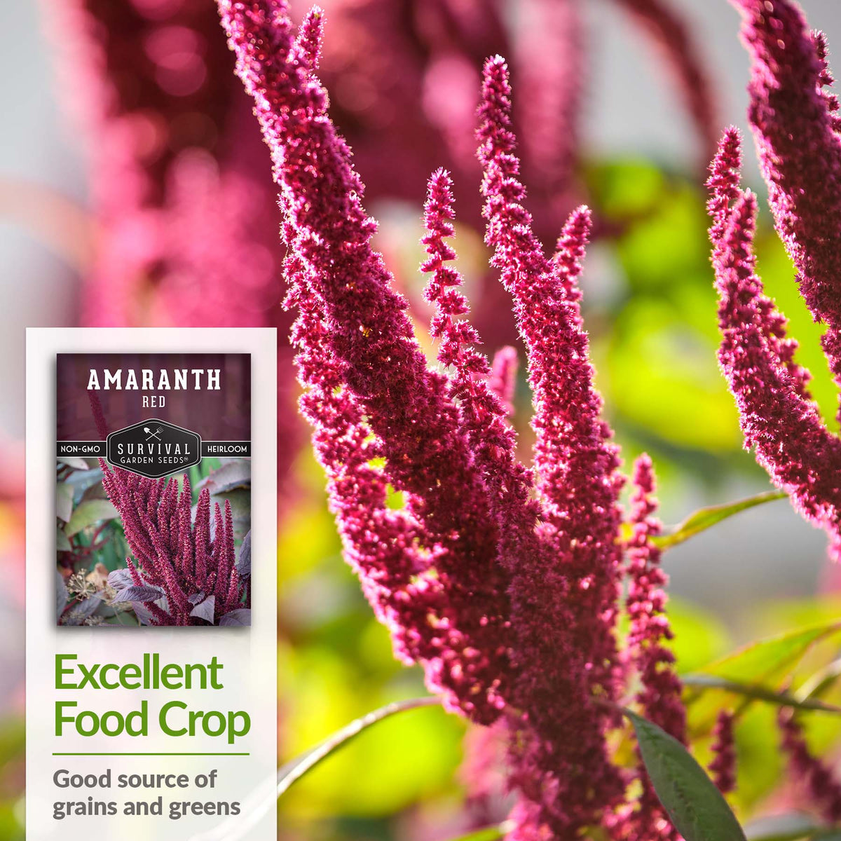 Red Amaranth is a good source of grains and greens