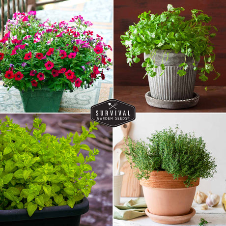 Container garden plants