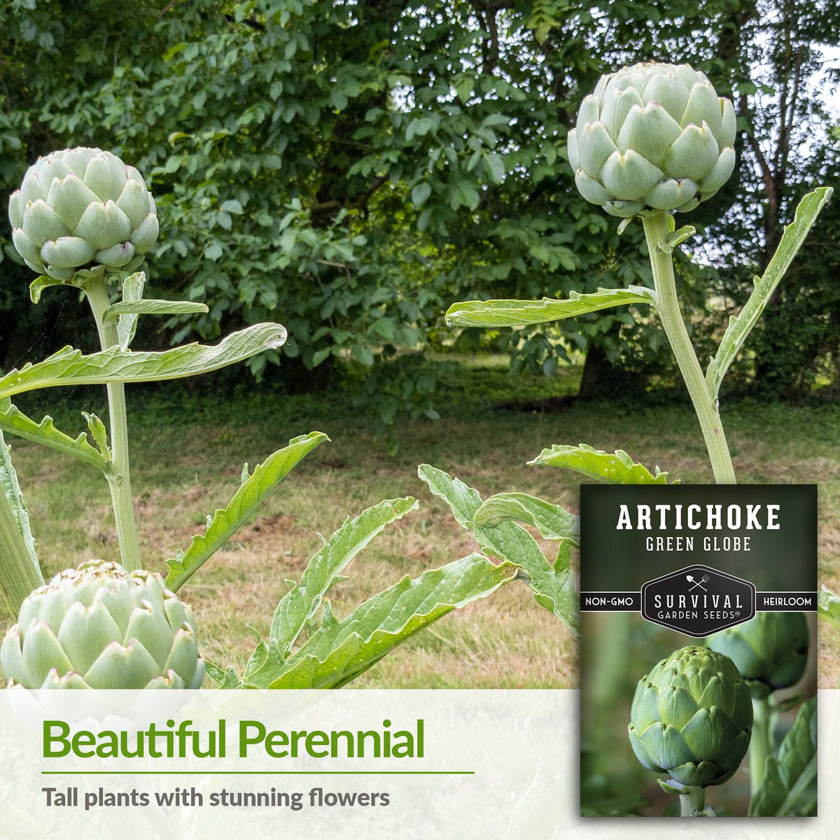 Artichokes are a beautiful perennial. Tall plants with stunning flowers.