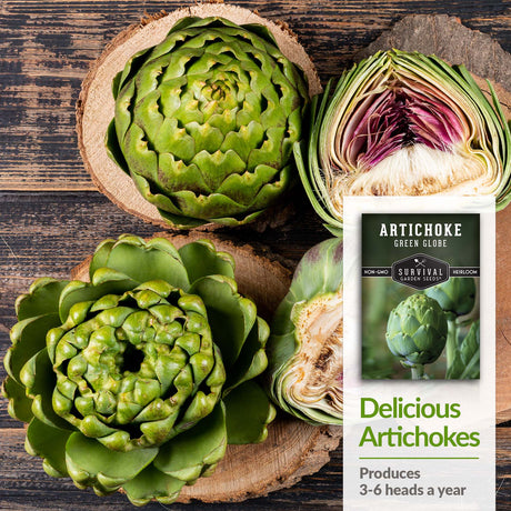 Green Globe Artichokes produce 3-6 heads per year