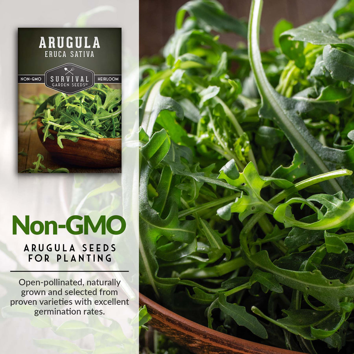 Non-GMO arugula seeds for planting