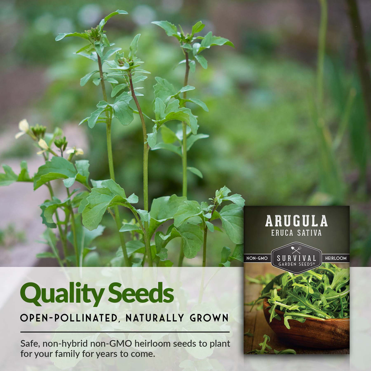 Naturally open-pollinated heirloom arugula seeds