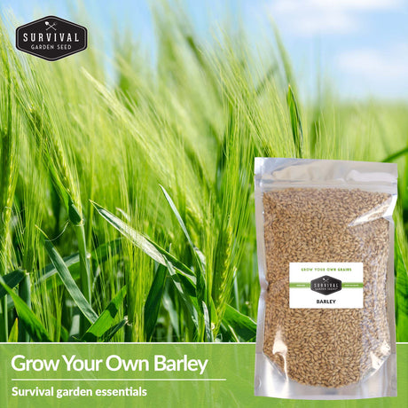 Grow your own Barley