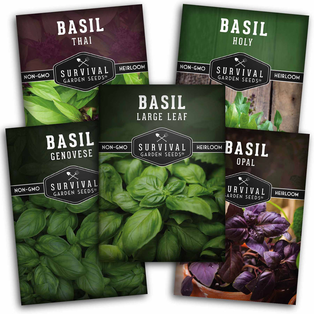 Basil Collection - Holy Basil, Genovese Basil, Large Leaf Basil, Opal Basil, and Thai Basil