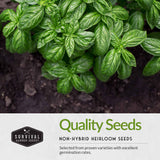 Quality non-hybrid heirloom basil seeds