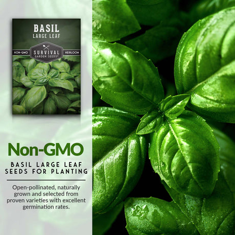 Non-GMO Large Leaf basil seeds