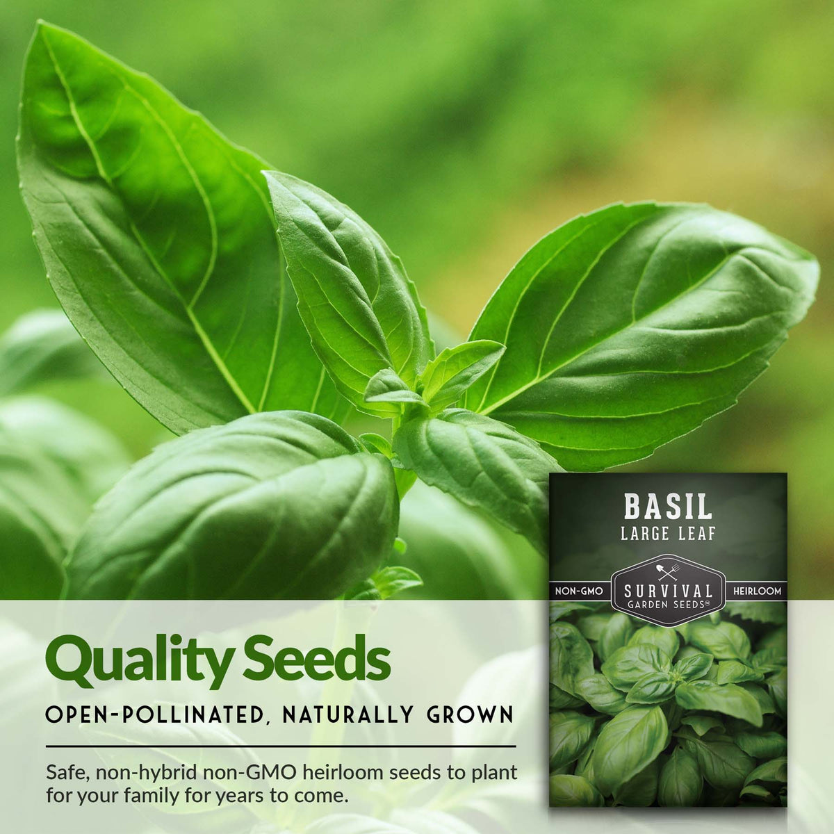 Open-pollinated quality Large Leaf basil seeds
