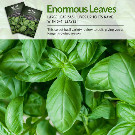 Large Leaf basil produces 3-4 inch leaves