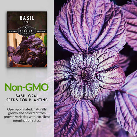 Non-GMO opal basil seeds for planting