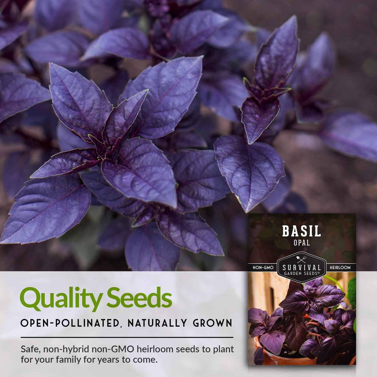 Quality open-pollinated opal basil seeds