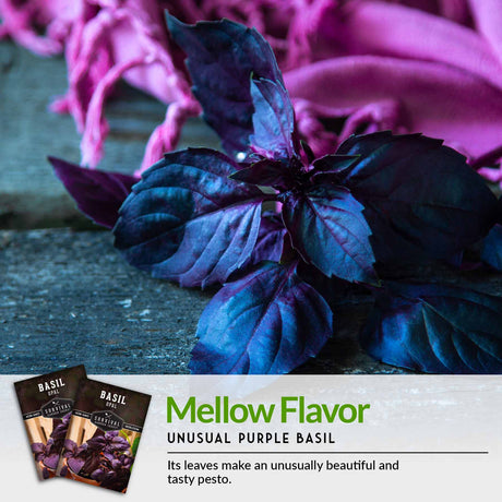 Unusual purple basil with mellow flavor