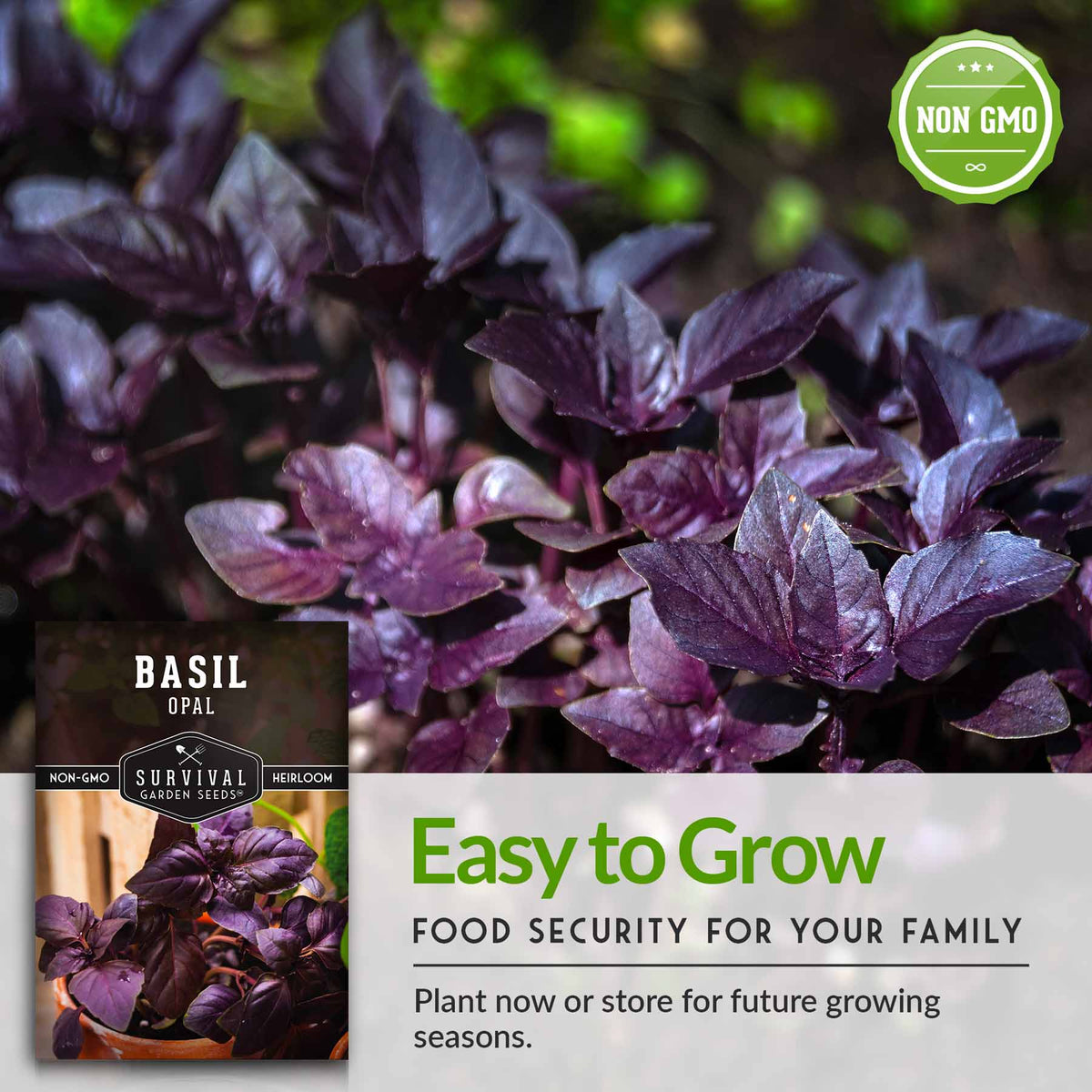 easy to grow herb