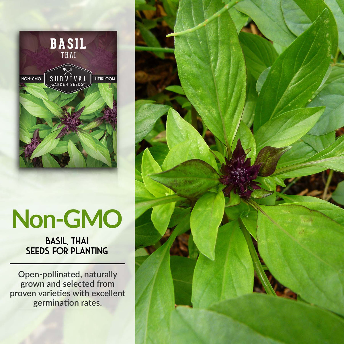Non-GMO Thai Basil seeds for planting