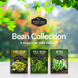 Bean Seed Collection - 3 heirloom bean varieties
