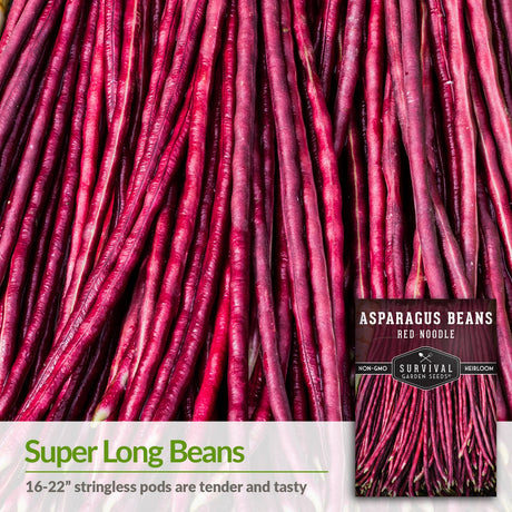 Red Noodle Asparagus beans are 16 to 22 inches, stringless and tasty