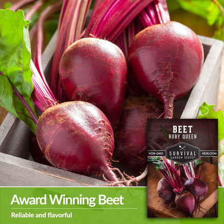 Ruby Queen Beets are an award winning variety