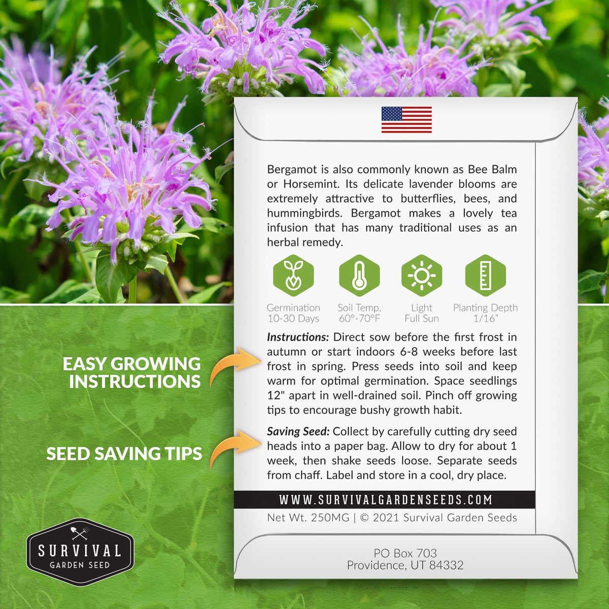 Bergamot seed planting instructions