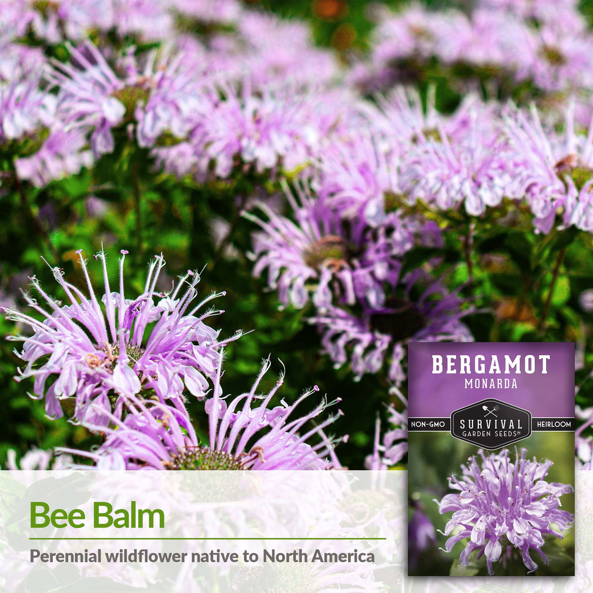 Bergamot also known as bee balm is a perennial wildflower