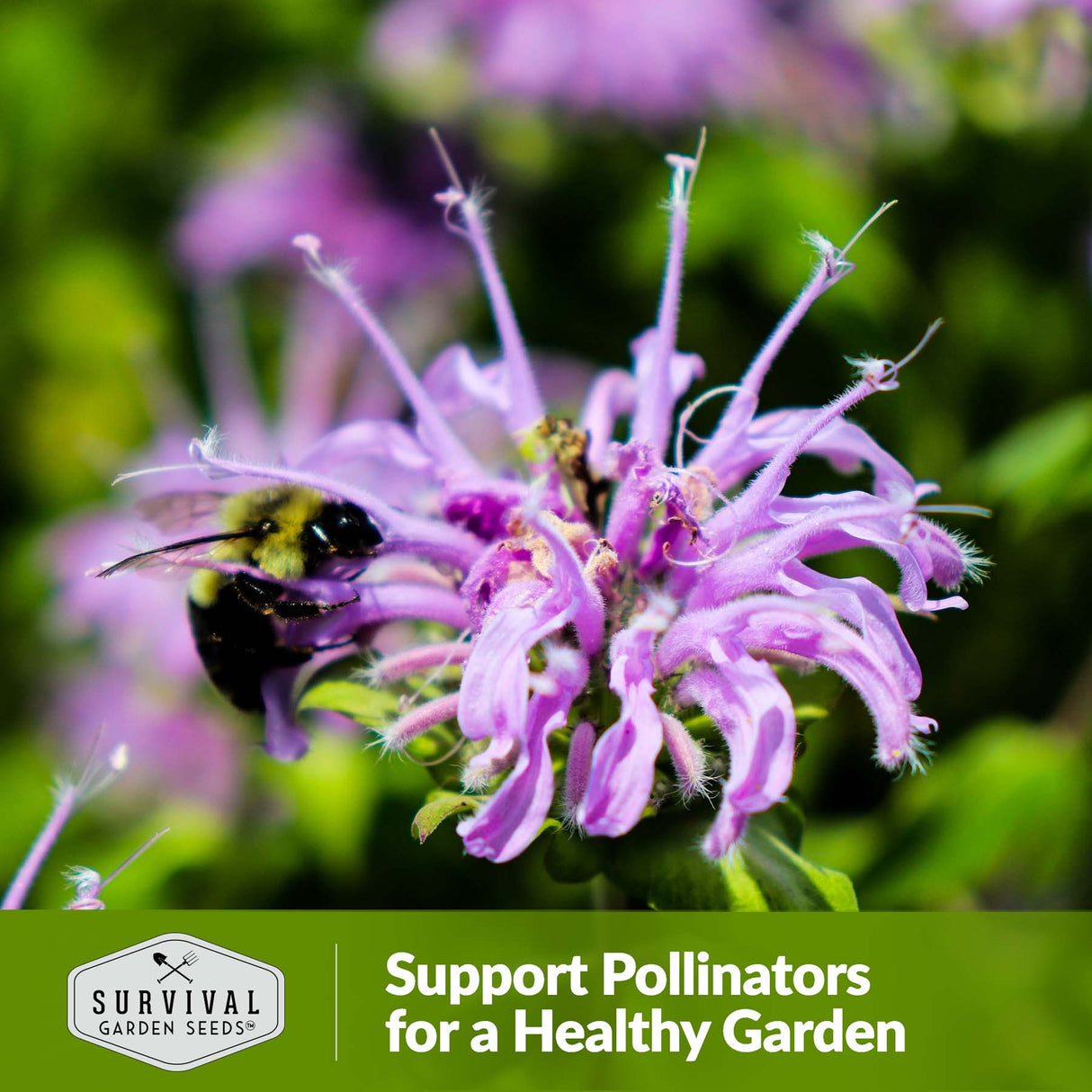 Bergamot supports pollinators for a healthy garden