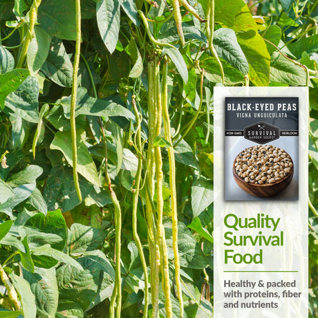 Black-eyed peas make a quality survival food packed with nutrients