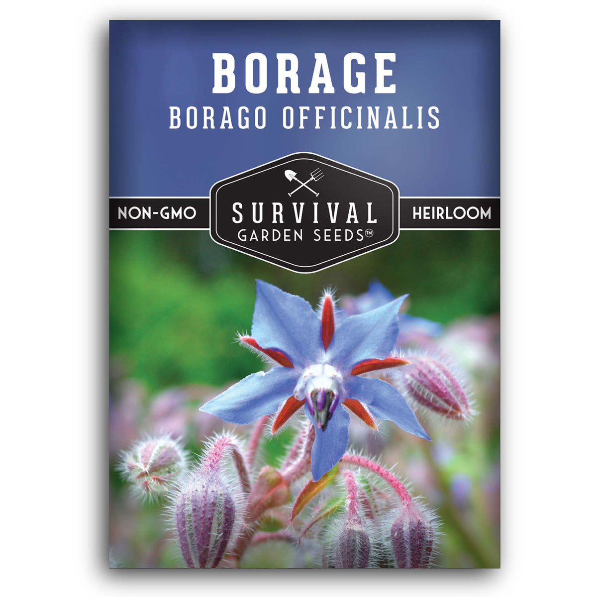 Borage seeds for planting