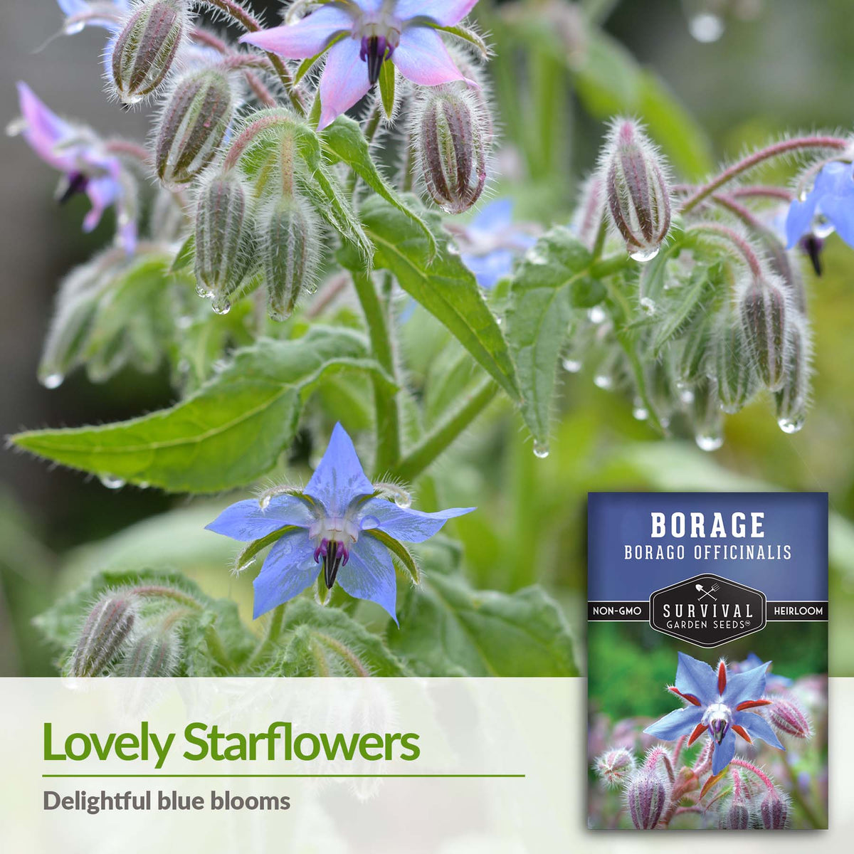 Borage produces a lovely blue star shaped flower