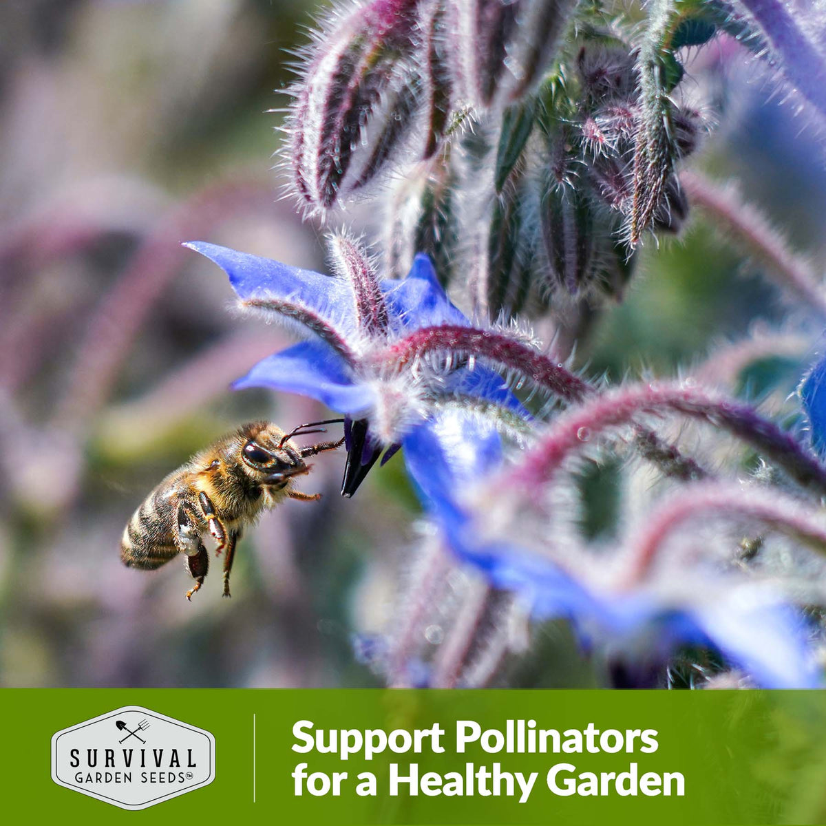 Borage helps support pollinators for a healthy gardern